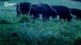 Европейские бизоны снова в Румынии. Зачем экологи возвращают в природу этих гигантов и какую пользу они приносят