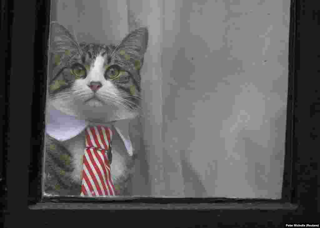 А это – кот Джулиана Ассанжа, основателя Wikileaks. В ноябре этого года его хозяина впервые допрашивали шведские прокуроры по делу об изнасиловании, которое ведут уже шесть лет, хотя формального обвинения ему до сих пор и не предъявили. С 2012 года 45-летний Ассанж находится в посольстве Эквадора. Он опасается, что полиция его арестует и выдаст Швеции, которая, убежден он, в свою очередь экстрадирует его в США. В Америке по делу о публикациях Wikileaks сведений, содержащих гостайну, ему может грозить смертная казнь