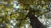 Kyrgyzstan walnut forest